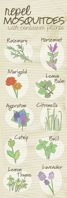 a poster with different types of flowers and plants on it's side, including the names