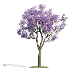 a tree with purple flowers is shown on a white background