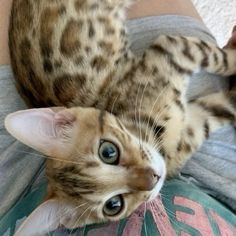 a cat laying on top of a person's leg with it's paw in the air