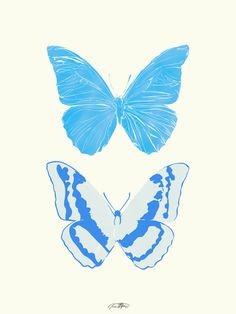 two blue and white butterflies on a light colored background, one is facing the opposite direction