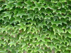 green leaves are growing on the side of a building