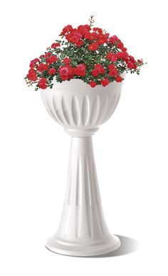 a white vase with red flowers in it