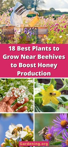 the best plants to grow near beehives to booster honey production