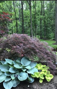 some very pretty plants in the dirt by some trees