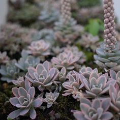 small succulents are growing on the moss