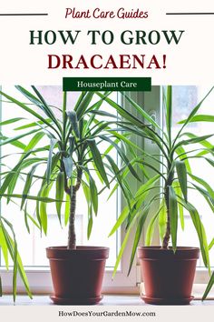 Dracaena Plant Care How To Grow, How To Root Dracaena, How To Grow Dracaena, Dracaena Marginata Care How To Grow Dragon Plant, Houseplant Care, Grow Gorgeous, Snake Plants, Dragon Tree, Growing Tips, House Plant Care