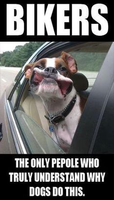 a dog sticking its head out the window of a car