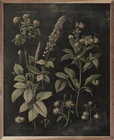 an antique botanical print of wildflowers and other flowers on a blackboard background