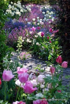 a garden filled with lots of colorful flowers