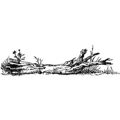 black and white ink drawing of fallen tree stumps on the ground with grass in foreground