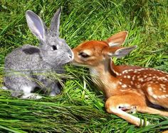 two small rabbits are sitting in the grass next to each other, one is kissing the other's nose