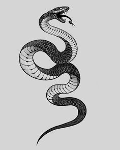 a black and white drawing of a snake on a gray background, with the tail curled up