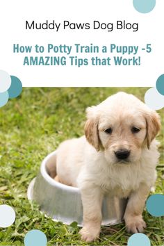 a puppy sitting in a bowl with the words simple tricks to house train your puppy