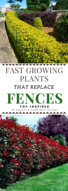 the cover of fast growing plants that replace fences