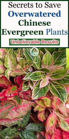 some plants that have red, green and pink leaves on them with the words secrets to save overwatered chinese evergreen plants