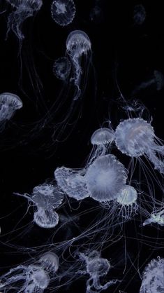 many jellyfish are swimming in the dark water, and there is no image to describe