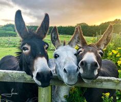 three donkeys looking over a wooden fence at the camera in front of yellow flowers