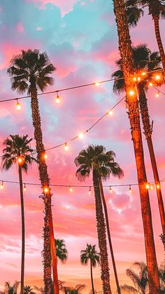 palm trees with lights strung from them at sunset