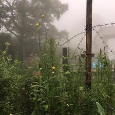 the fence is covered with barbed wire and yellow flowers are in the foreground, surrounded by fog