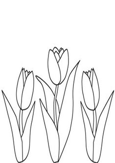 three tulips with one single flower in the middle and two smaller ones behind them