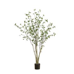 a potted plant with green leaves in it on a white background for use as a centerpiece