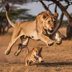 two young lions playing with each other in the wild