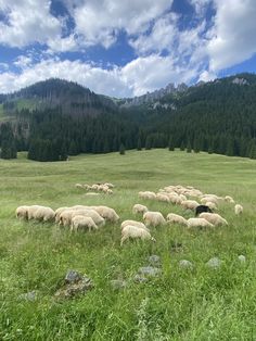 a herd of sheep grazing on a lush green field next to a forest covered mountain