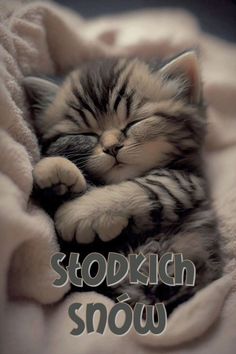 a kitten sleeping on top of a blanket with the caption stooziech snow