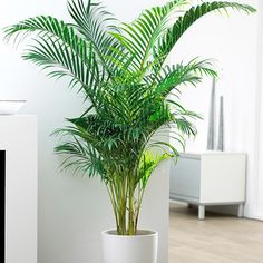 a potted plant sitting on top of a wooden floor next to a white wall