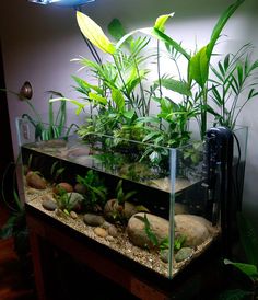 a fish tank filled with plants and rocks