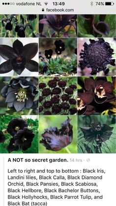 an image of black flowers and their names on the page, which includes pictures of them