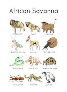 the african savannah animals are depicted in this poster, which includes different types of animals and their names