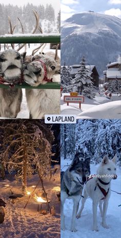 two dogs are tied to a fence in the snow and one dog is wearing a sled