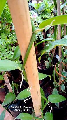 the plant is growing very tall in the potted area, and ready to be planted