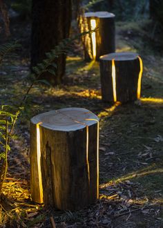 three tree stumps that have been cut down in the woods with lights shining on them