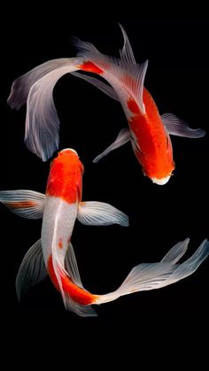 two orange and white koi fish swimming in the dark water with their tails curled up