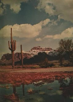 a large cactus standing next to a body of water with mountains in the back ground