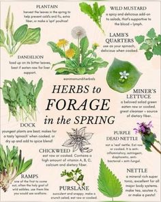 Spring Foraging, Cottagecore Living, Wild Food Foraging, Foraging Recipes, Medicinal Herbs Garden, Herbs Garden, Magic Herbs, Herbal Recipes