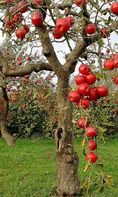 an apple tree with lots of red apples growing on it's branches in the grass