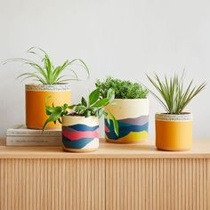 three potted plants sitting on top of a wooden shelf