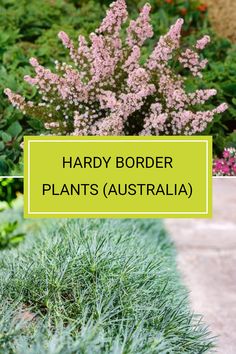 some plants that are in the grass and one is purple with green lettering reading, harry border plants australia