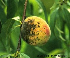 the fruit on the tree has black spots