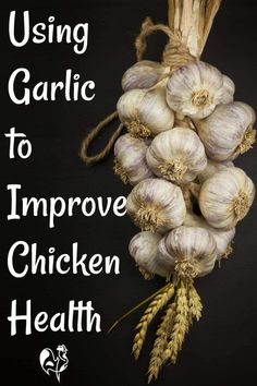 Discover why garlic is a super-food for chickens. Learn how to grow, store and feed garlic safely to your flock. Pin for later >>