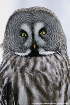 an owl with yellow eyes is looking at the camera while standing in front of a white background