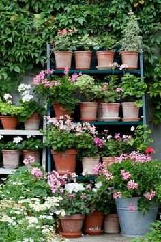 many potted plants are on shelves in the garden