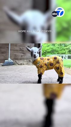 a small goat wearing a yellow coat and black boots