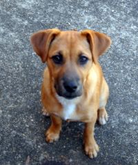 a small brown dog sitting on top of a cement floor