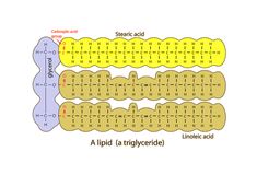 the diagram shows how many different types of membranes are attached to each other in this diagram