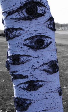 a tree with eyes painted on it's bark