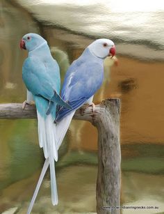 two blue and white parakeets sitting on a branch in front of a mirror